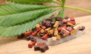 Hemp leaf laying beside dog treats.