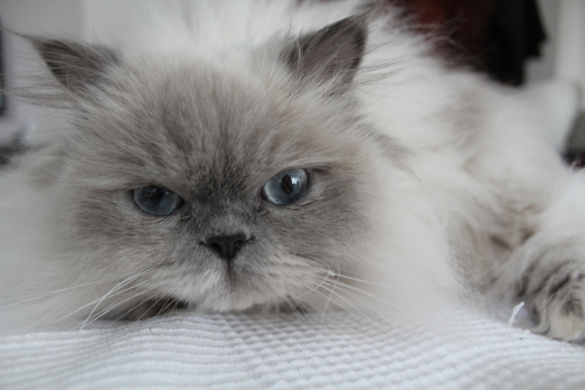 Himalayan cat lying on a white blanket
