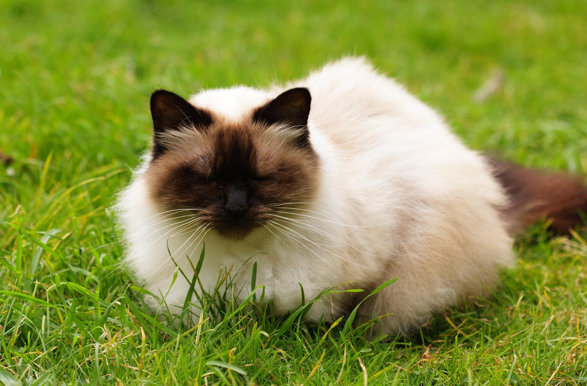 Himalayan cat sitting in a grassy yard
