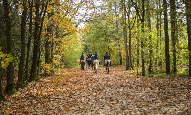 Group rides horseback through the woods