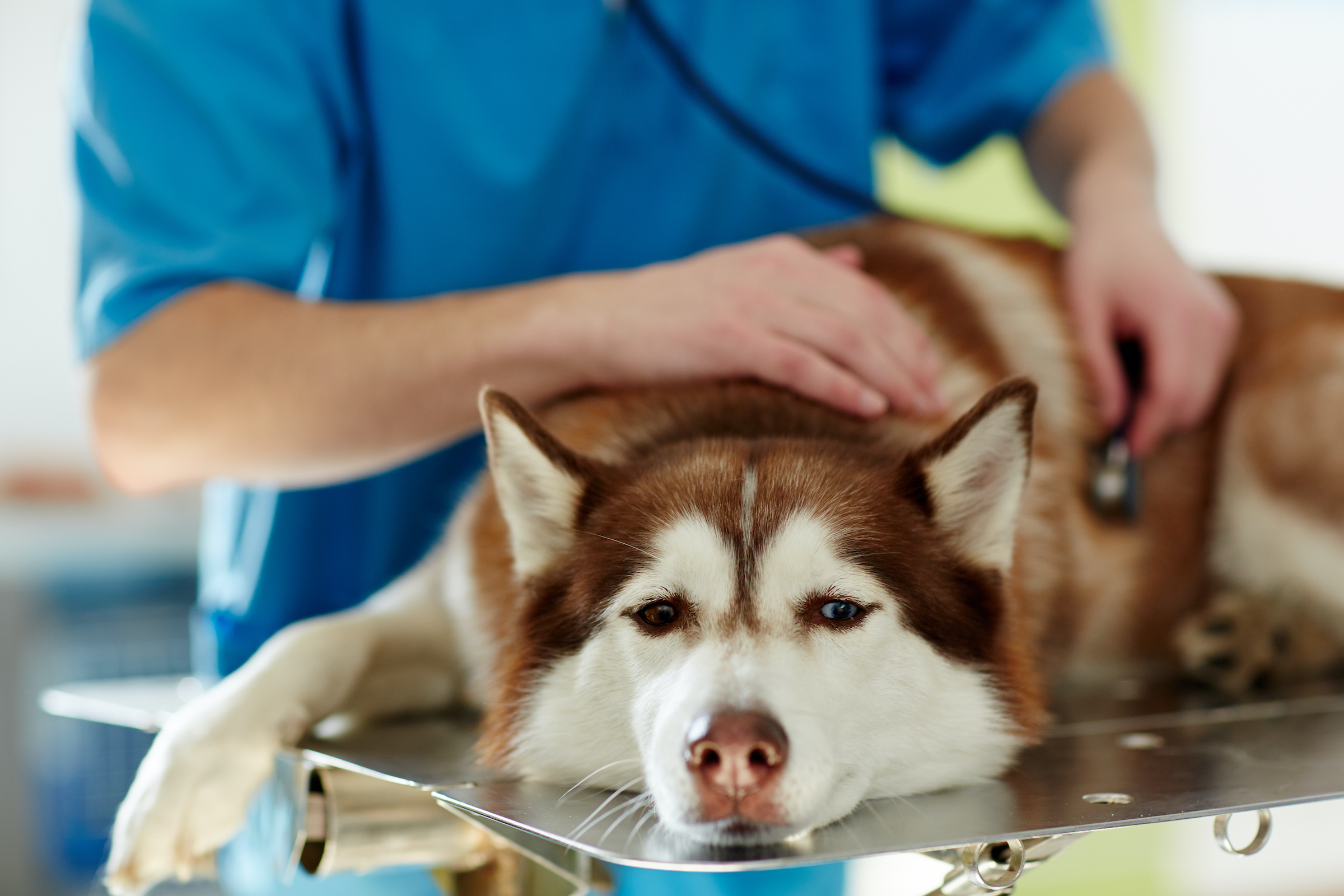 A Husky lies on a table while a vet examines them