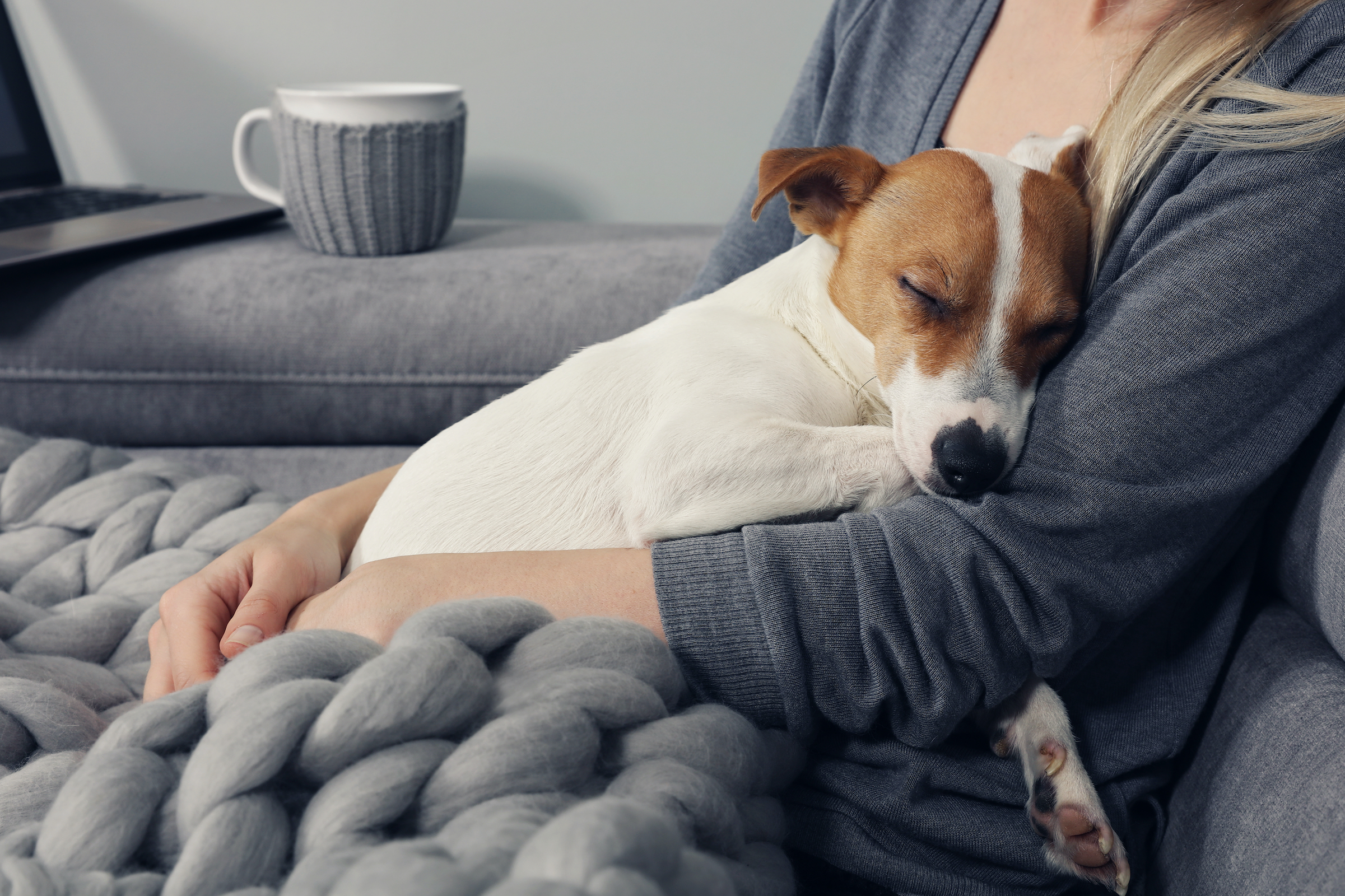 A sleeping Jack Russell terrier snuggles into the arms of a woman with a blanket on her lap