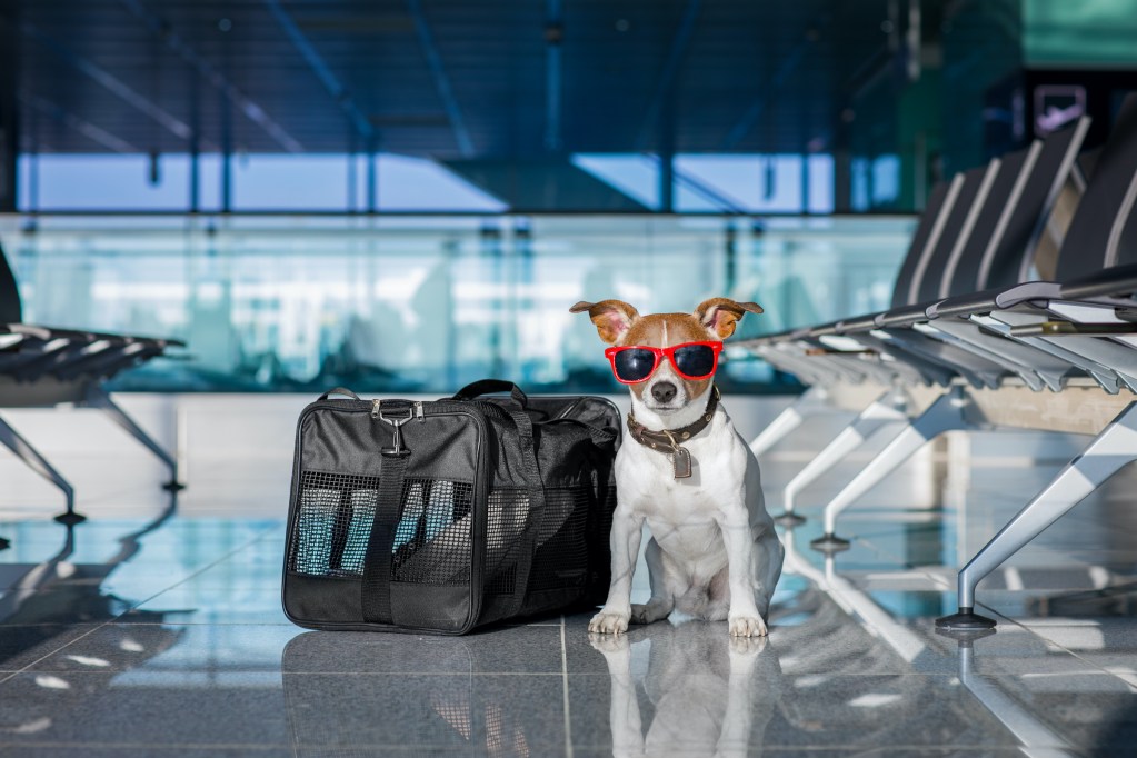 Džeko Raselio terjeras su raudonais akiniais nuo saulės sėdi oro uoste šalia naminių gyvūnėlių vežėjos