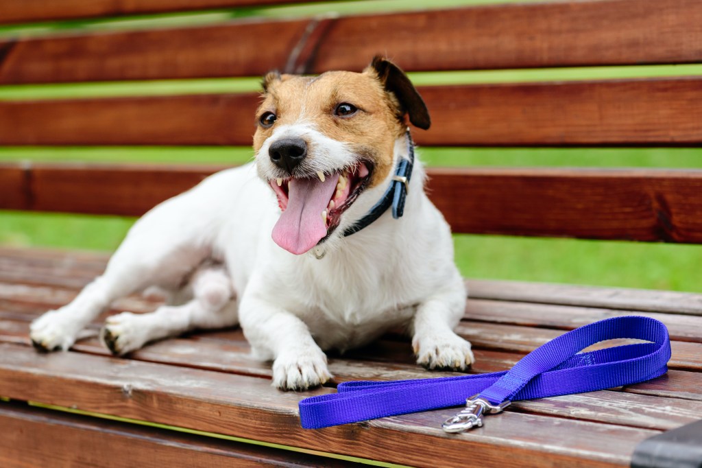A terrier sits on a bench with his leash
