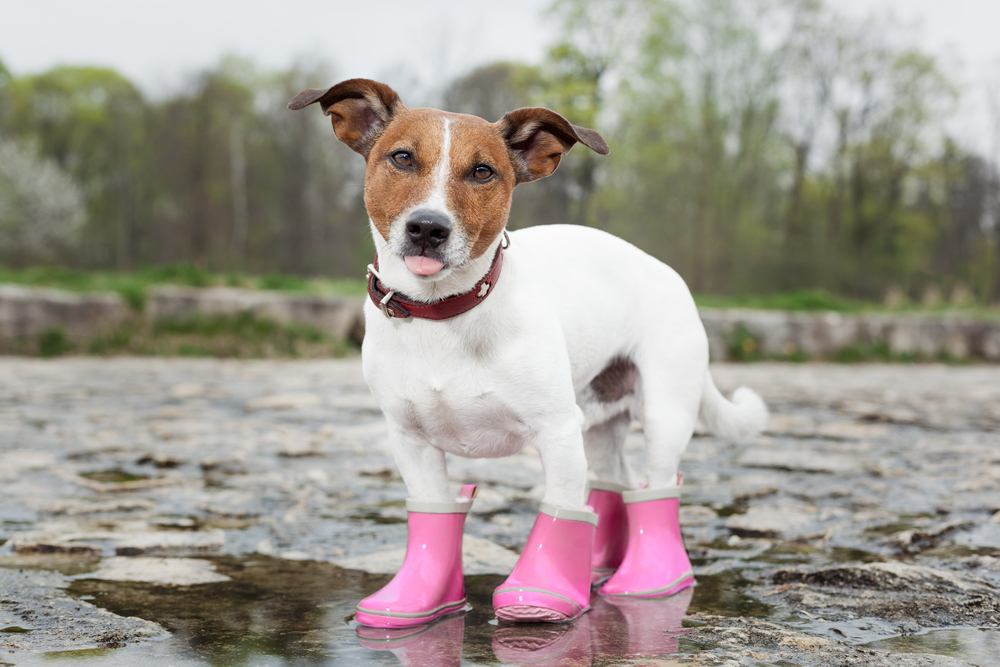 Read This Before Buying Protective Booties for your Dog PawTracks