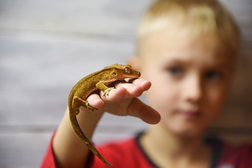 A child holds a crested gecko on his hand