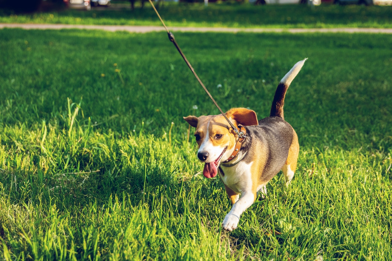 A leashed beagle runs in a dog park.