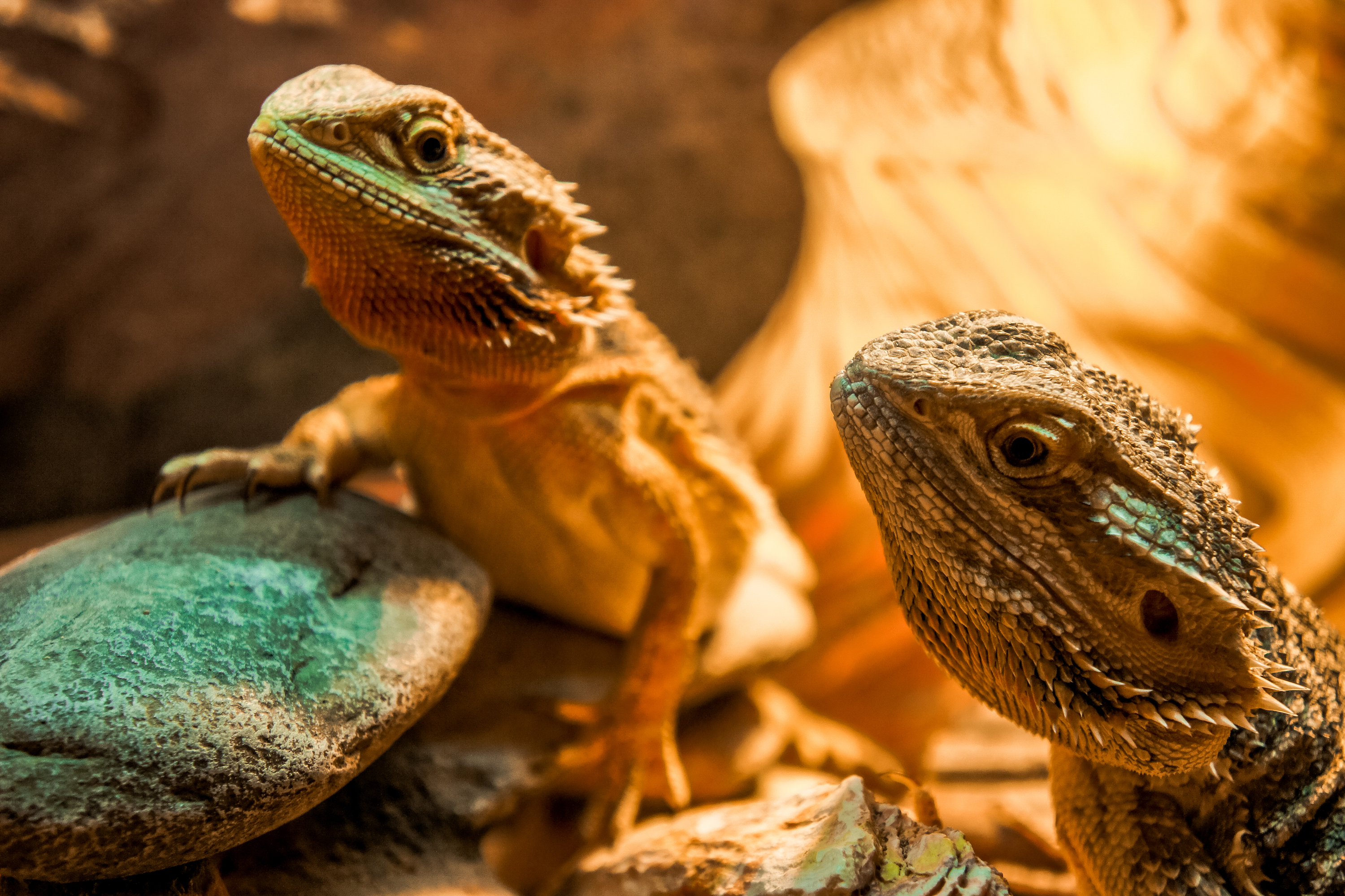 Two bearded dragons sunning