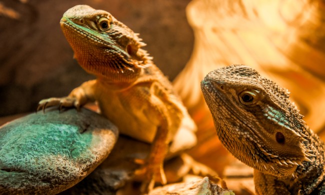 Two bearded dragons sunning