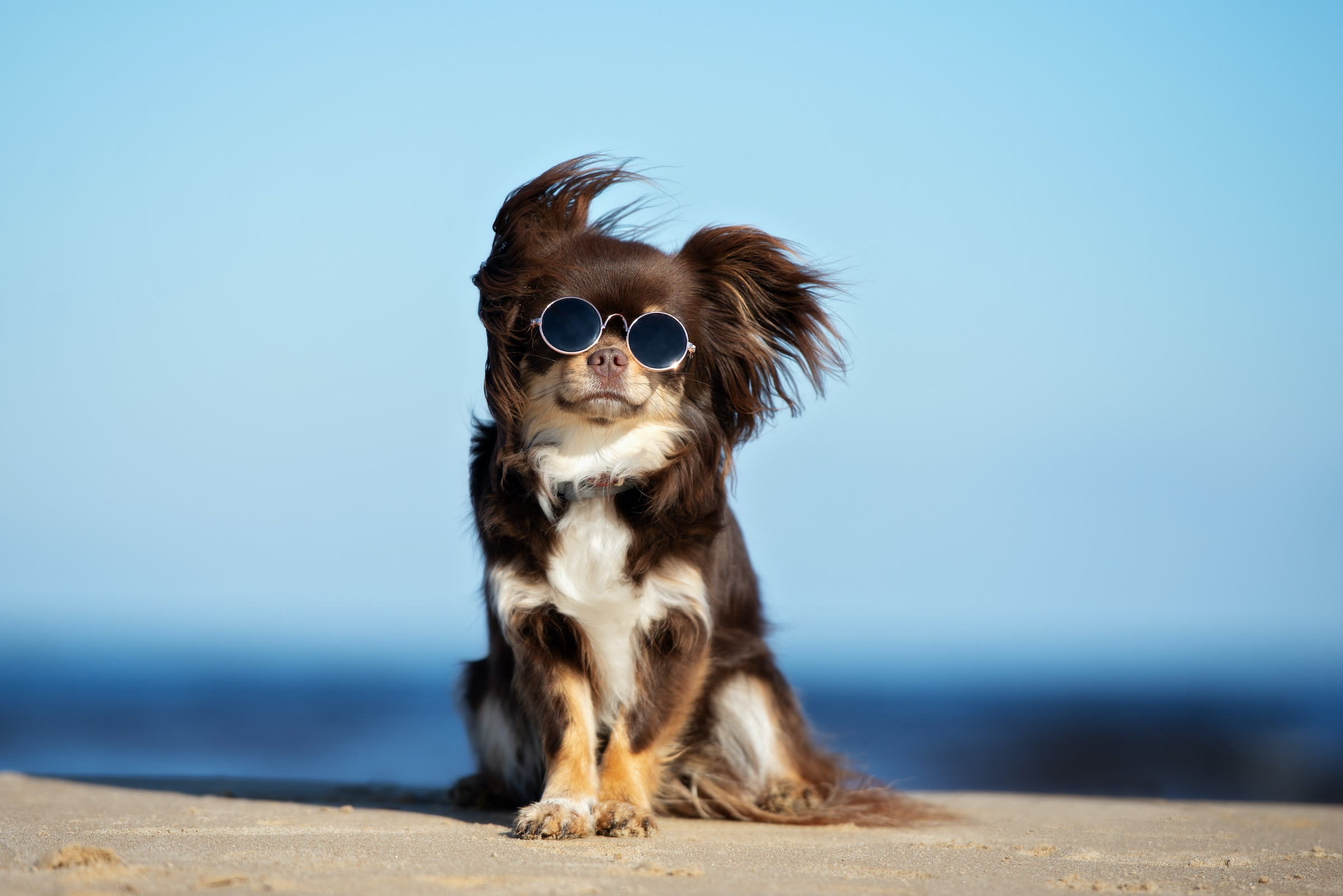 A long-haired Chihuahua sits on the beach wearing sunglasses