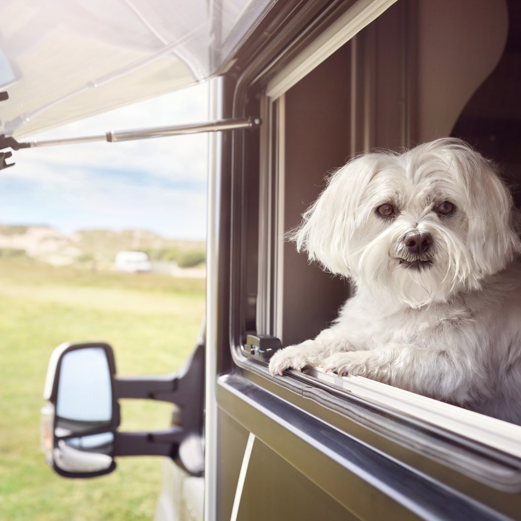 A Maltese dog looks out of the window of an RV