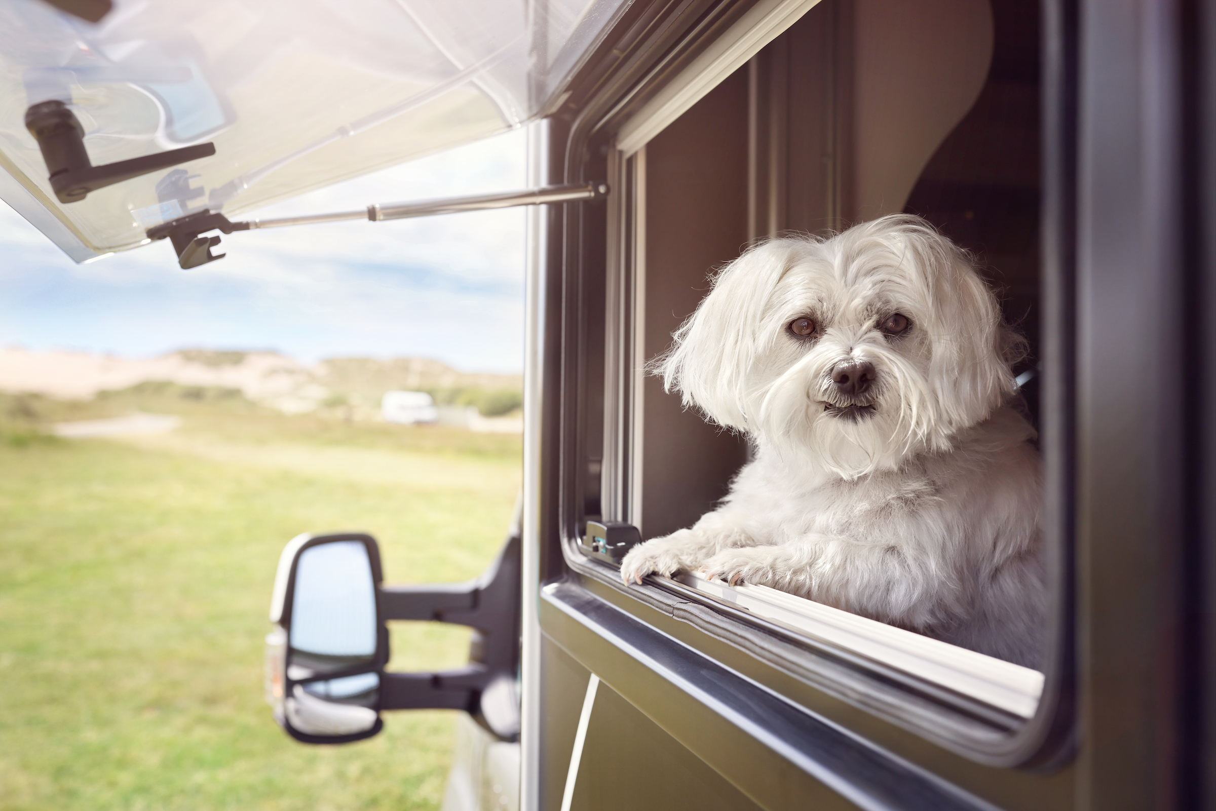 A Maltese dog looks out of the window of an RV