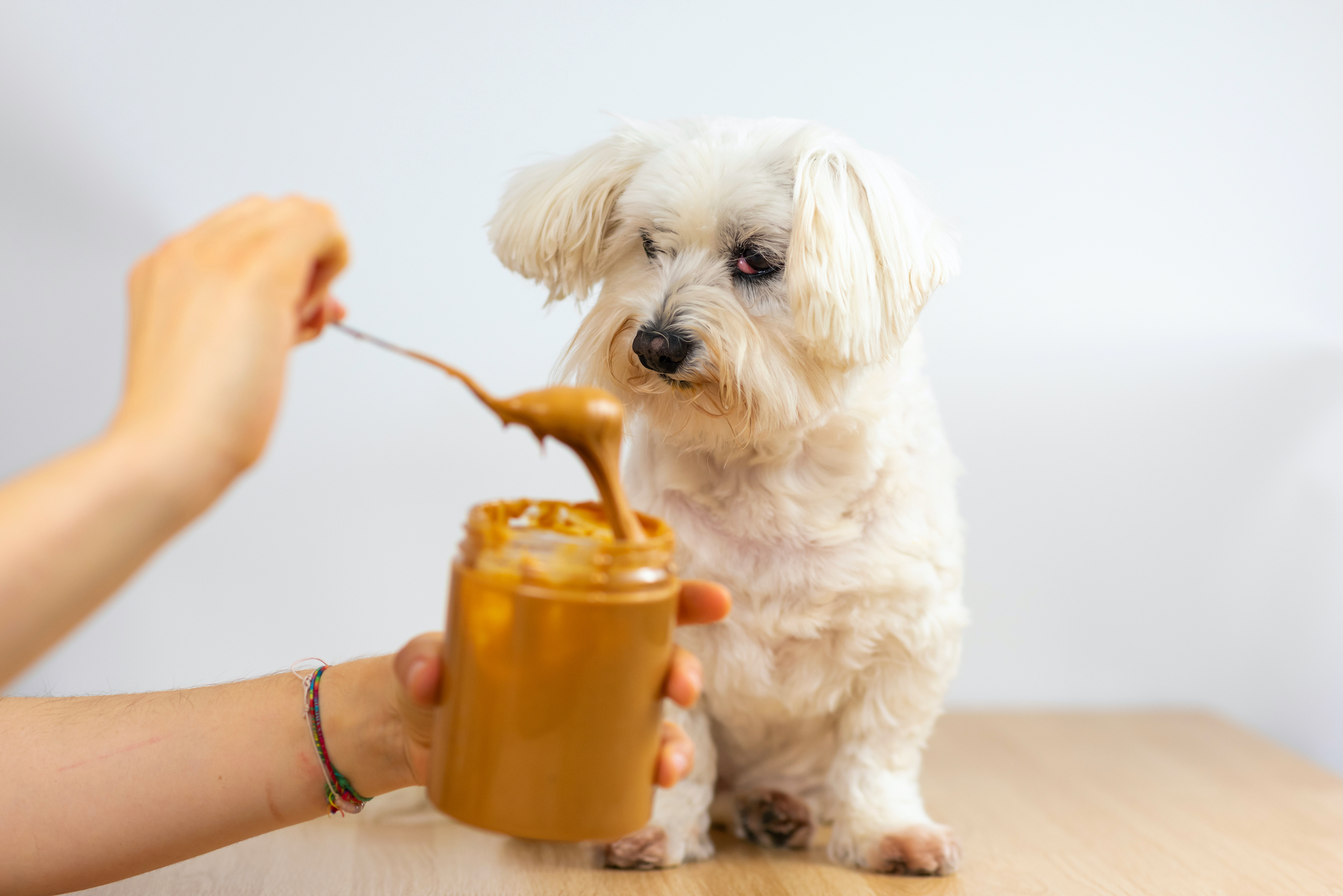 https://www.pawtracks.com/wp-content/uploads/sites/2/2022/04/maltese-dog-watches-owner-spoon-peanut-butter.jpg?fit=2400%2C1602&p=1