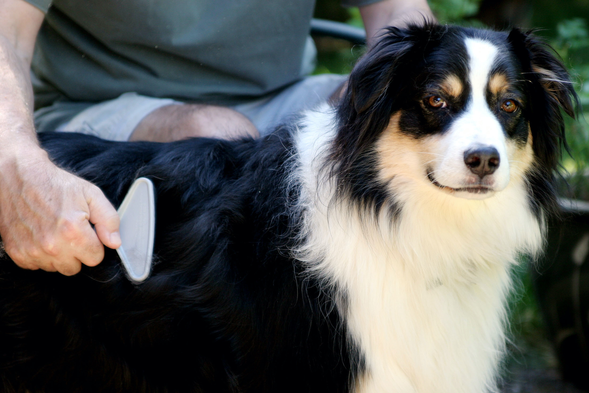 A man combs an Australian Shepherd with a slicker brush