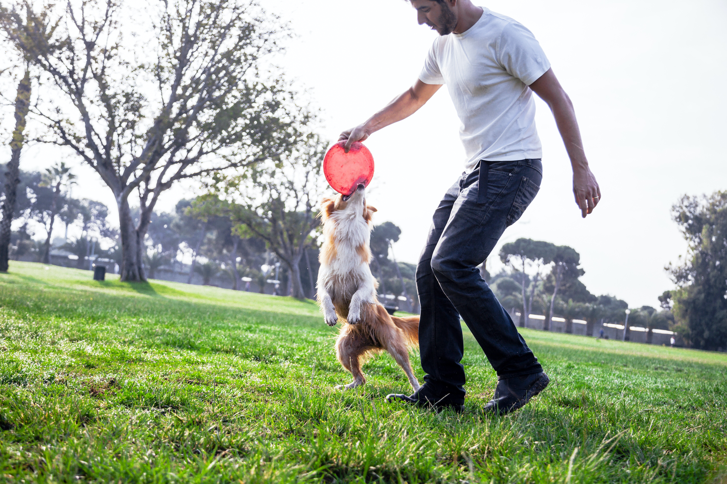 A man and his Border Collie tug on a frisbee in the park