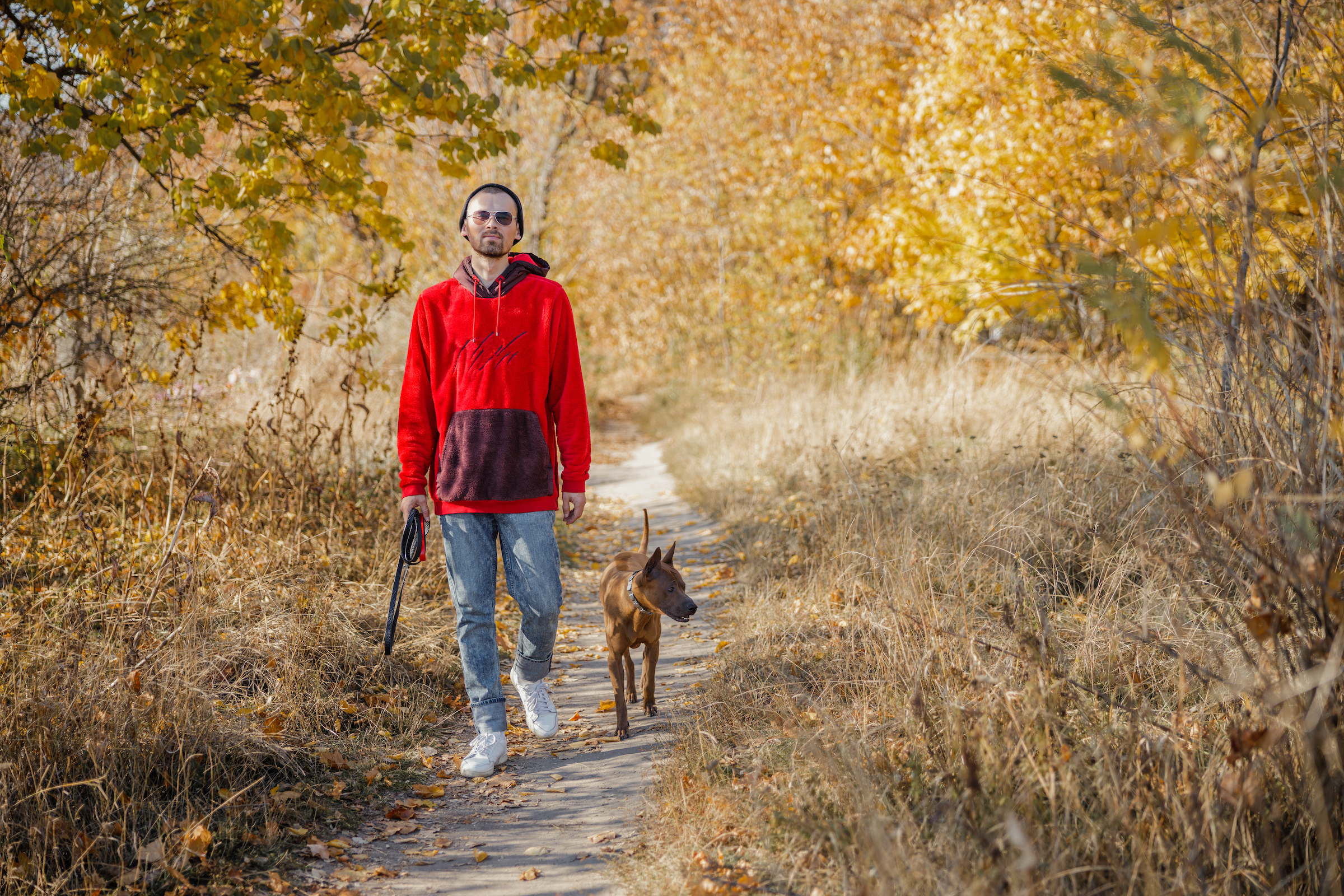 A man walks next to his off-leash dog on a forest trail