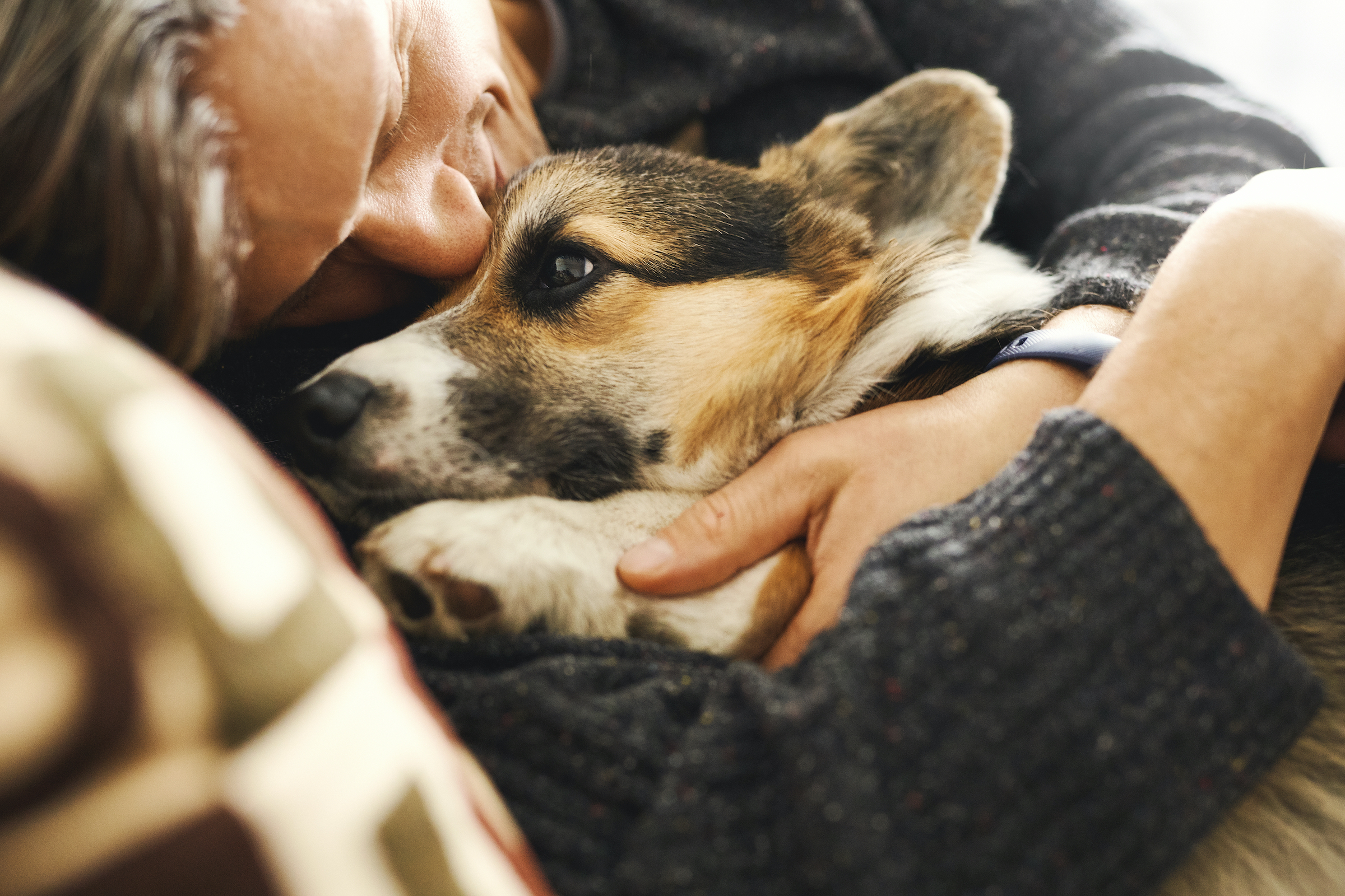 man snuggles corgi