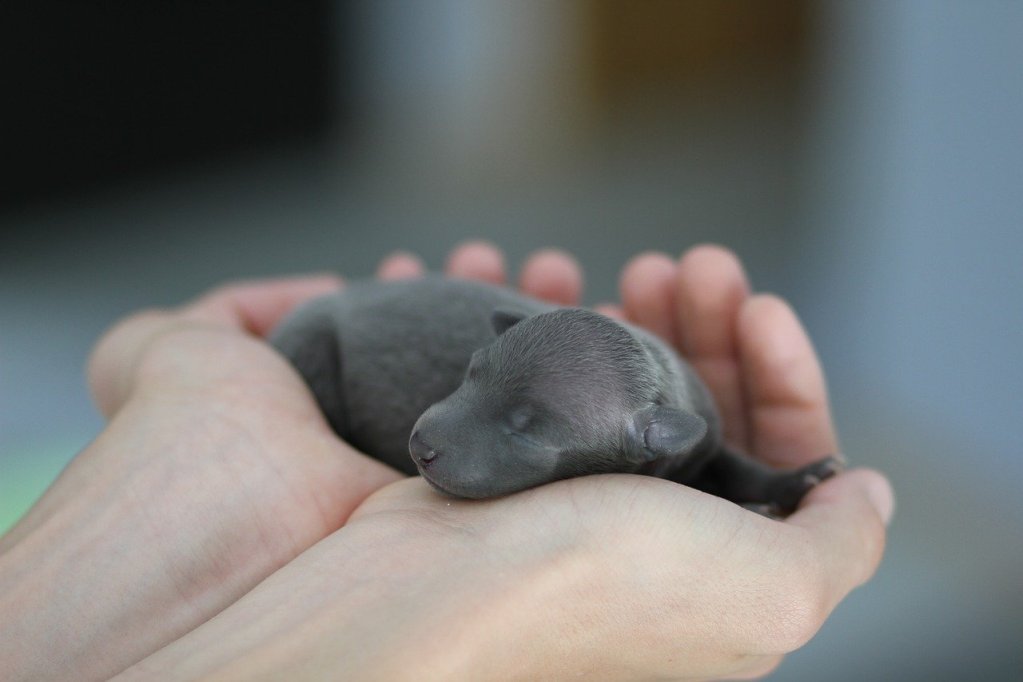 A person holds a newborn Italian greyhound puppy in their hands.
