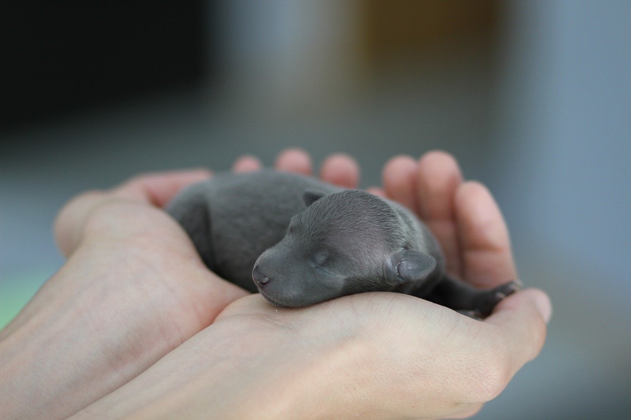 how often should puppies feed off mother