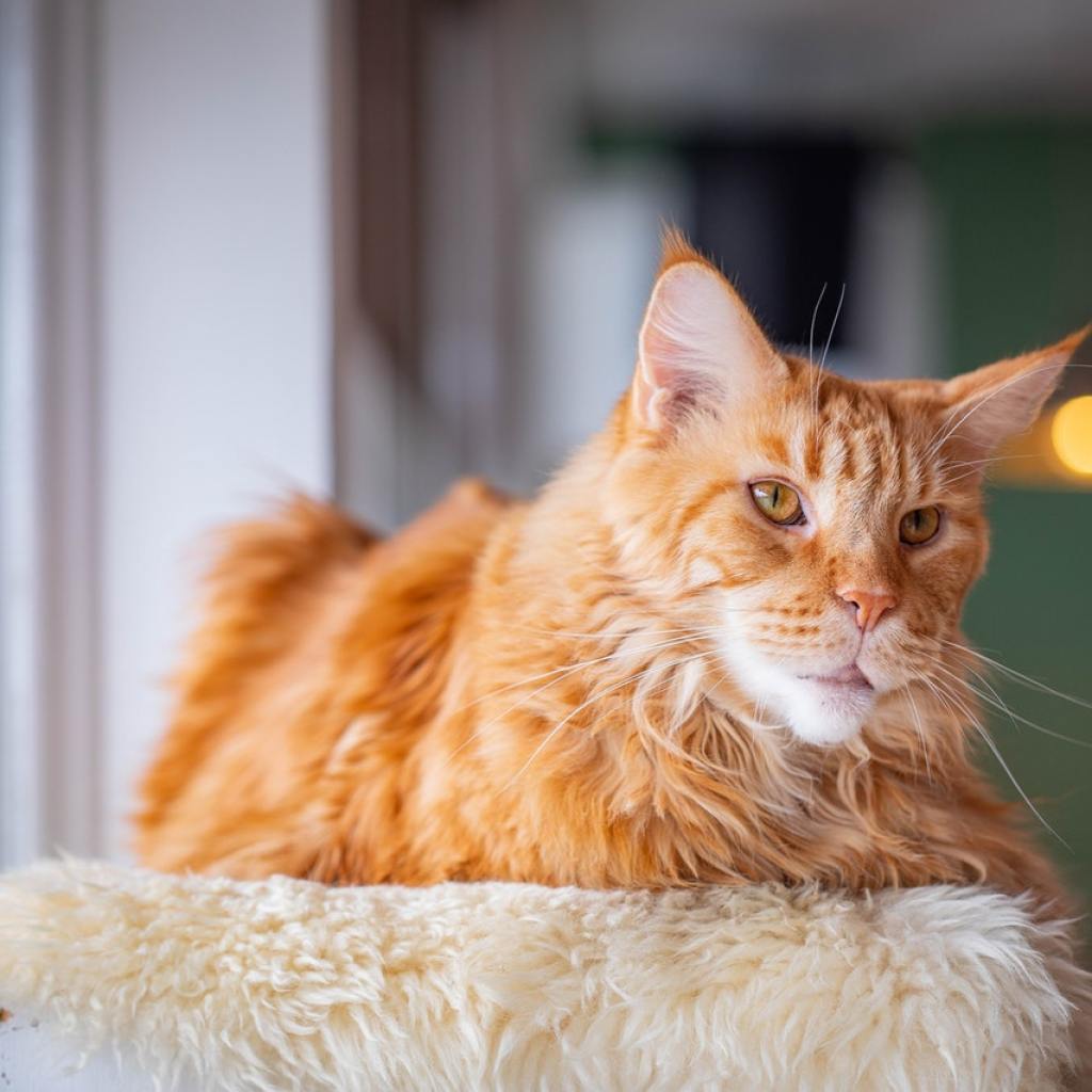 Maine Coon cat sits on a perch watching