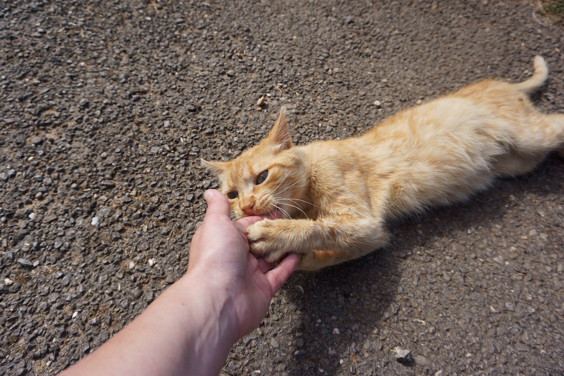 An orange cat biting a person's hand