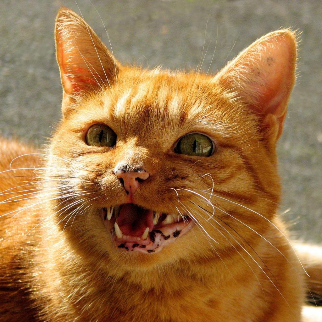 Orange shorthair cat meowing