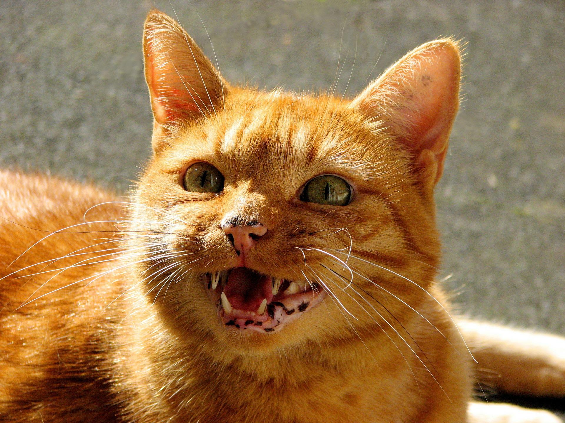 Orange cat with an open mouth