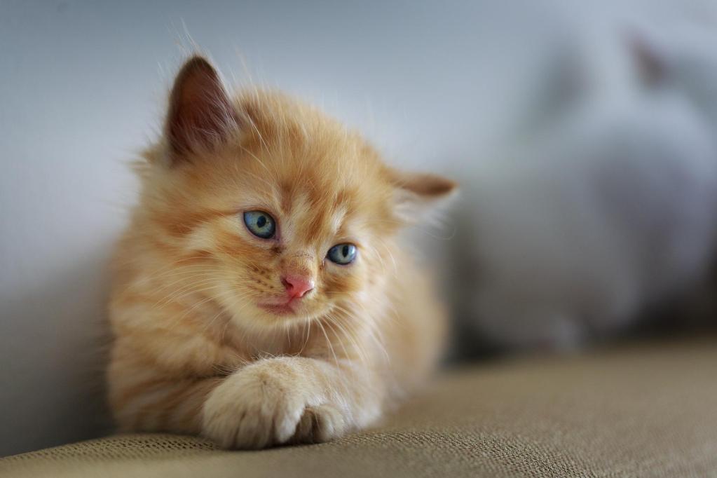 Orange kitten lying down