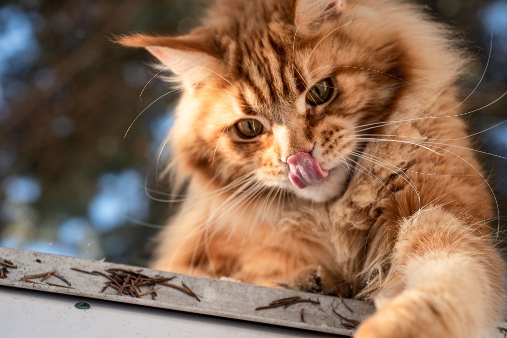 Orange Maine Coon cat playing outside