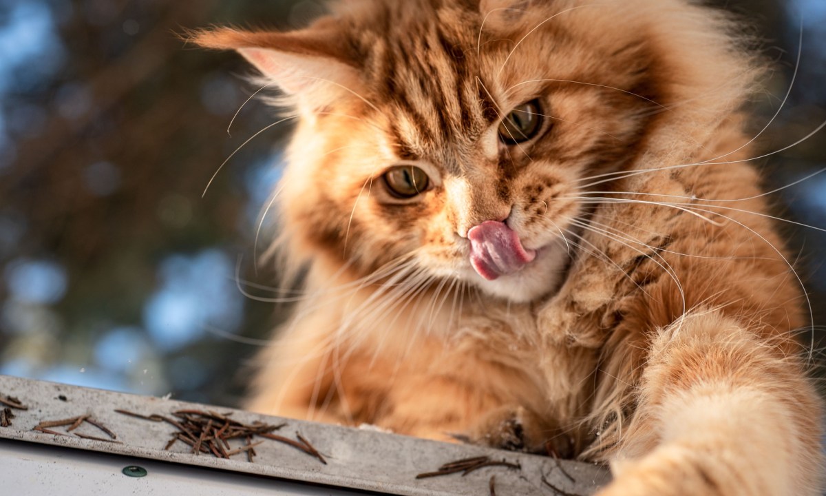 Orange Maine Coon cat playing outside