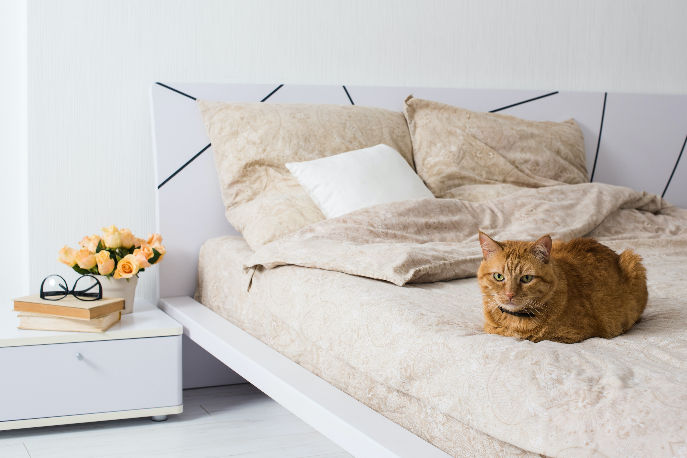 An orange tabby cat lies on the bed of a hotel room