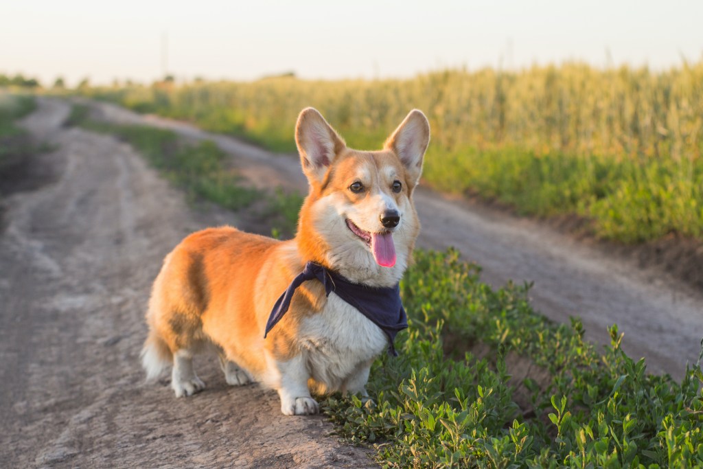 Pembroke Welsh Corgi stovi lauko take