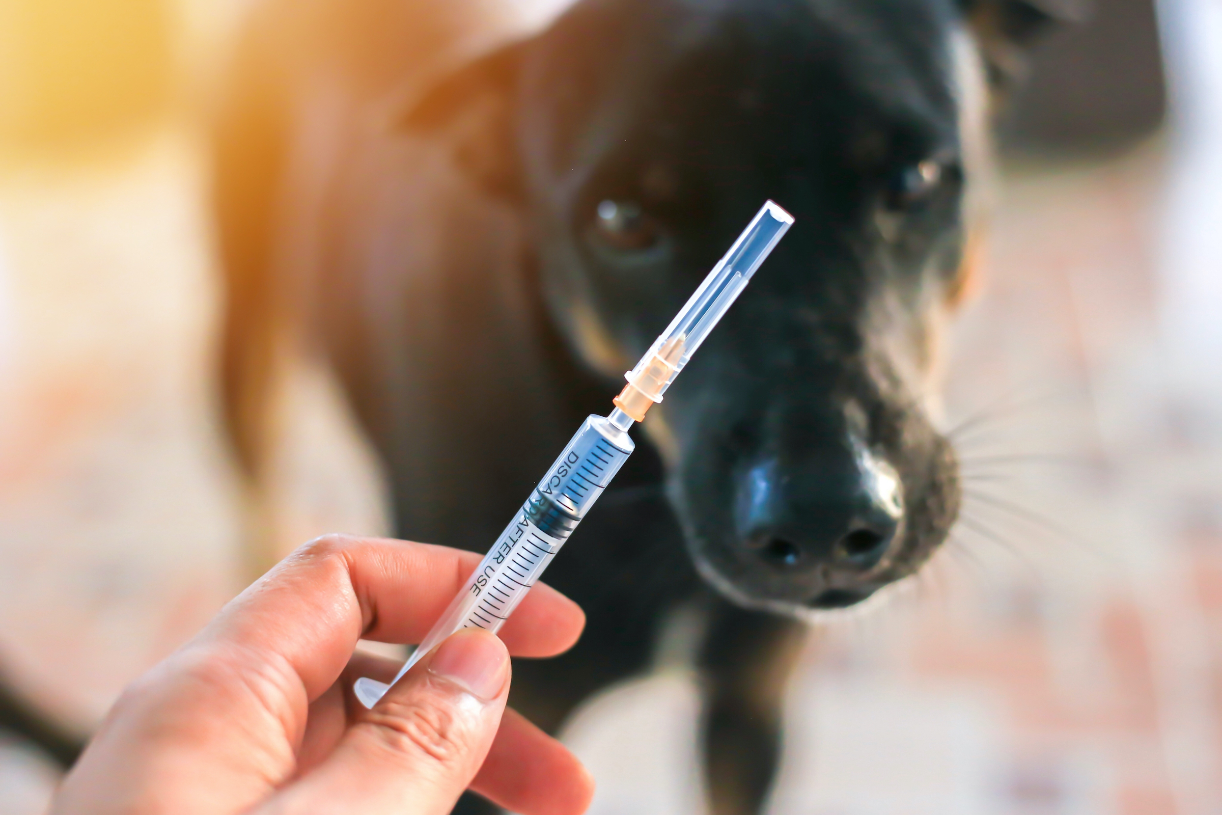 Someone holds a vaccine syringe as a black dog waits in the background