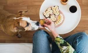 Someone holds out their toast with almond butter to share with their dog
