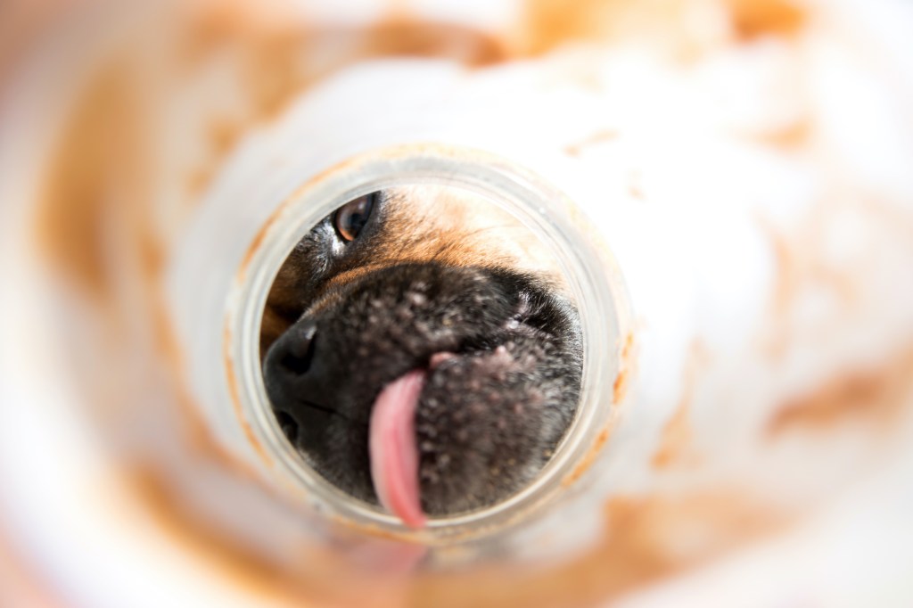 Iš arti šuns veido ir liežuvio laižo žemės riešutų sviesto indelio vidų