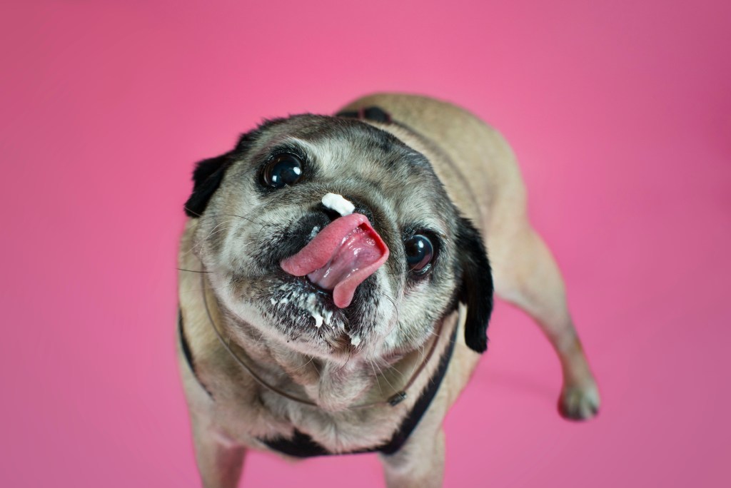 A pug stands in front of a pink background and licks whipped cream off of his nose