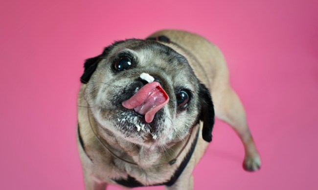 A pug stands in front of a pink background and licks whipped cream off of his nose