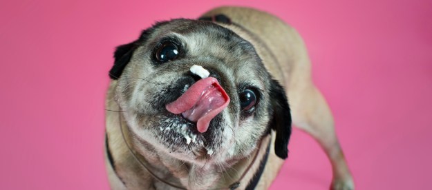 A pug stands in front of a pink background and licks whipped cream off of his nose