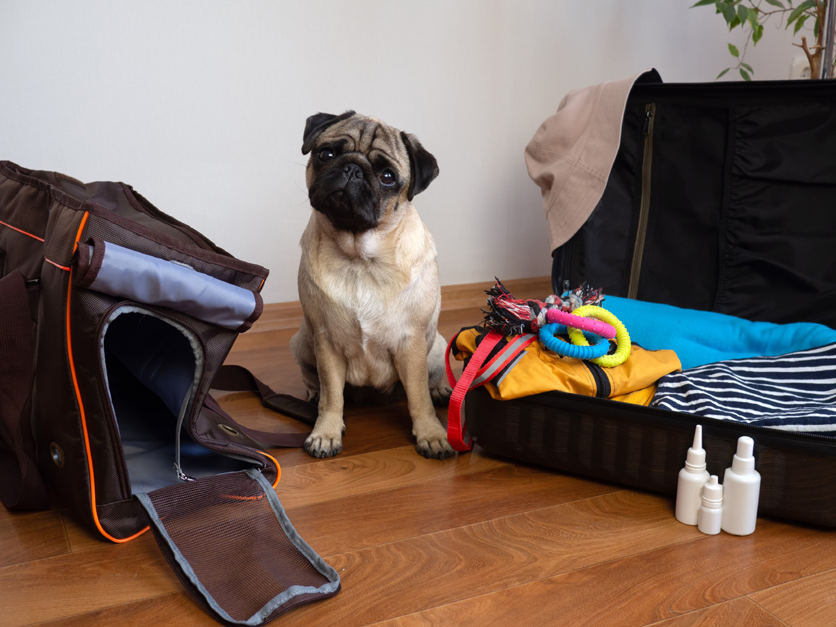 Pug sitting near luggage and a pet carrier.