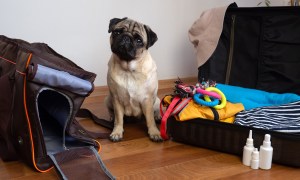 Pug sitting near luggage and a pet carrier.