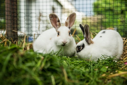 Two rabbits sit happily outside in their hutch