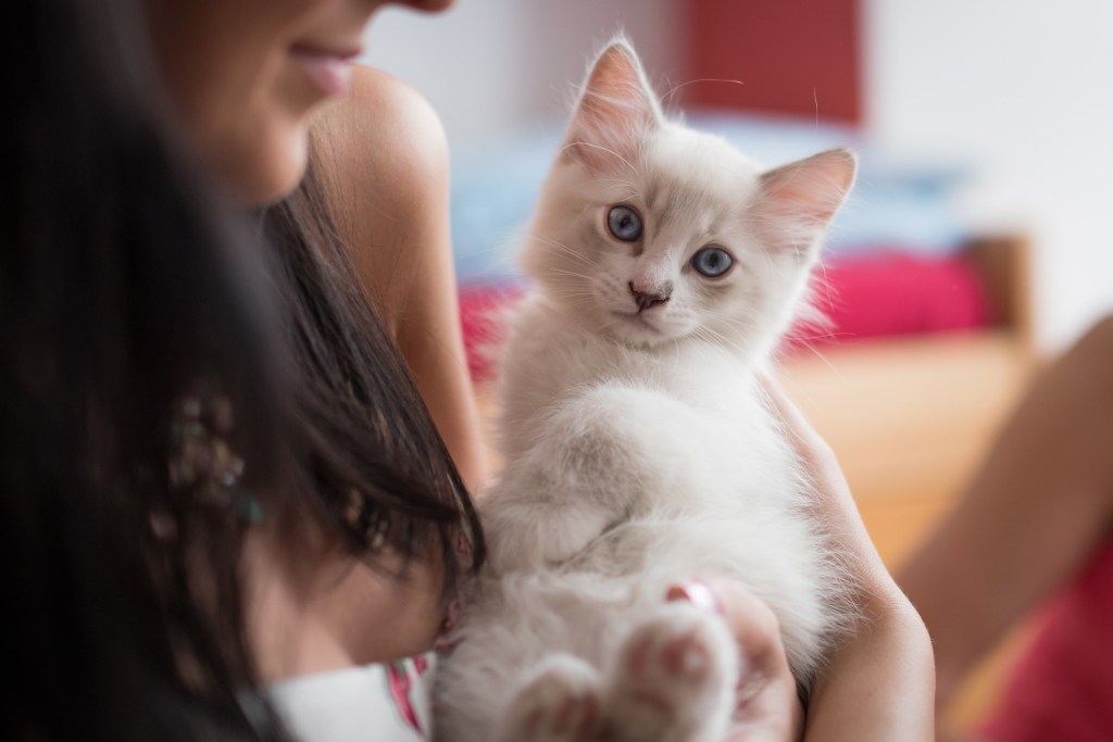 Moteris laikanti Ragdoll kačiuką