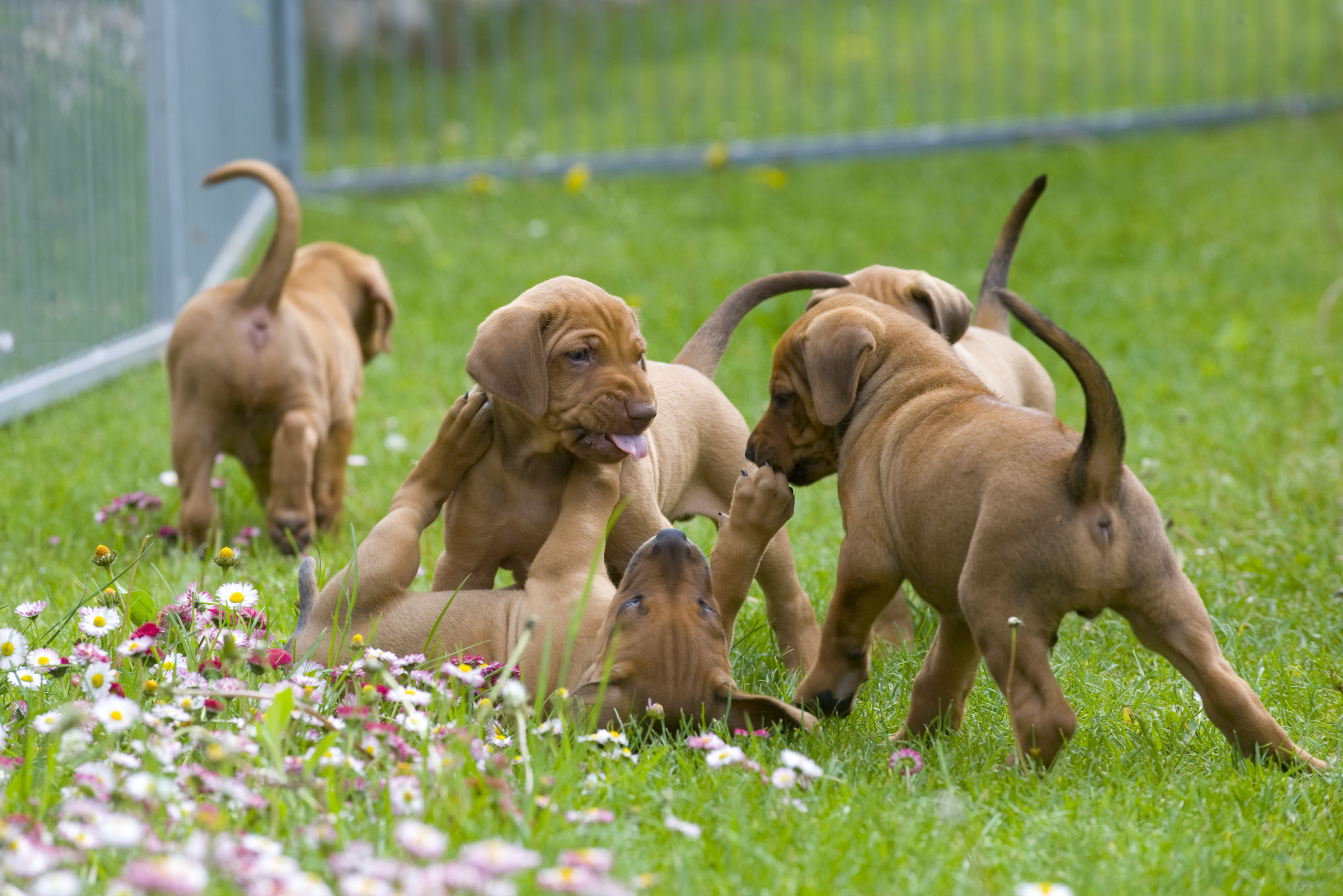 Rhodesian Ridgeback puppies playing in the grass