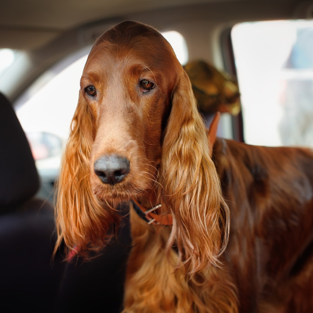 Sad Irish setter in a car.