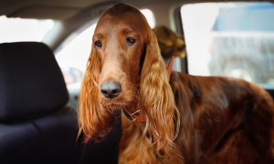 Sad Irish setter in a car.