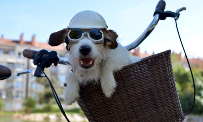A shaggy brown and white dog wearing goggles and a white helmet sits in a bicycle basket.