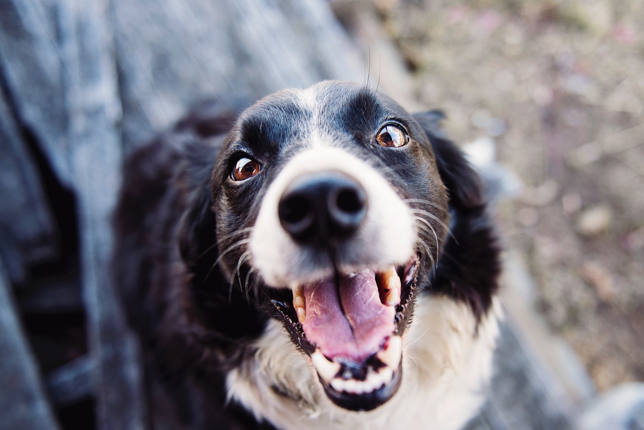 A shallow focus shot of a smiling black and white Border Collie.