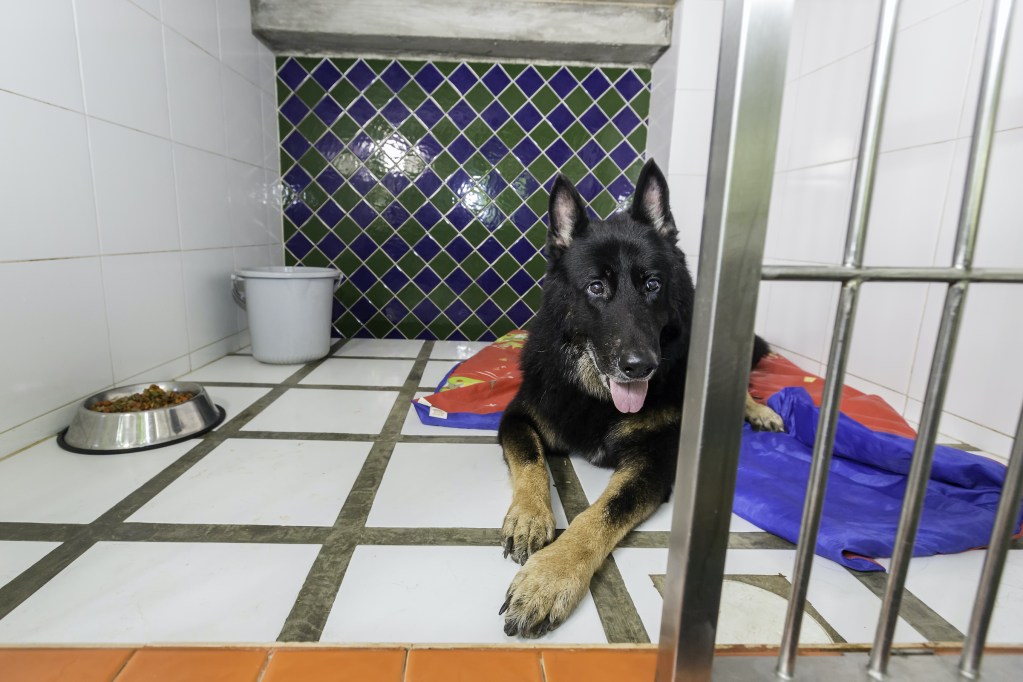 A shepherd dog lies on the floor of a boarding kennel