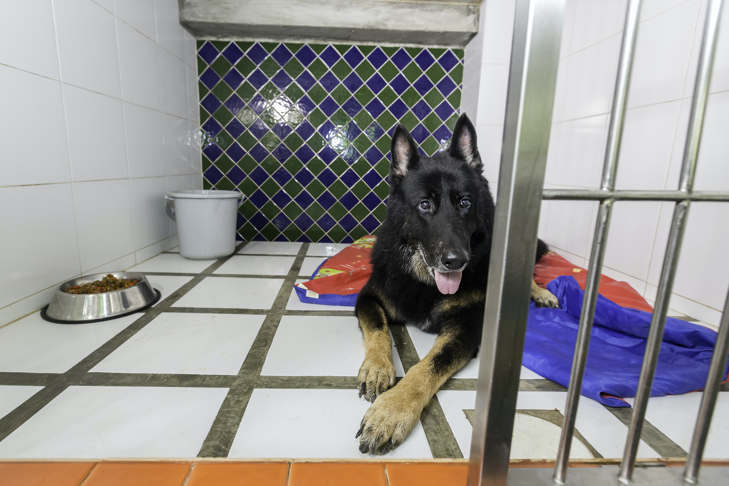 A shepherd dog lies on the floor of a boarding kennel