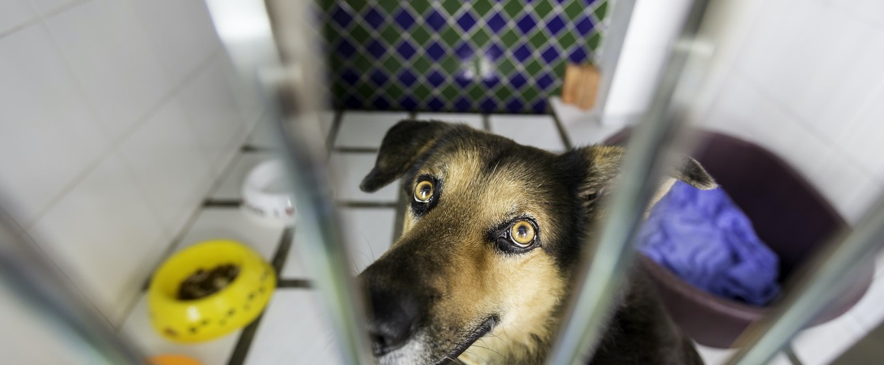 A Shepherd dog sits in a kennel at an animal shelter